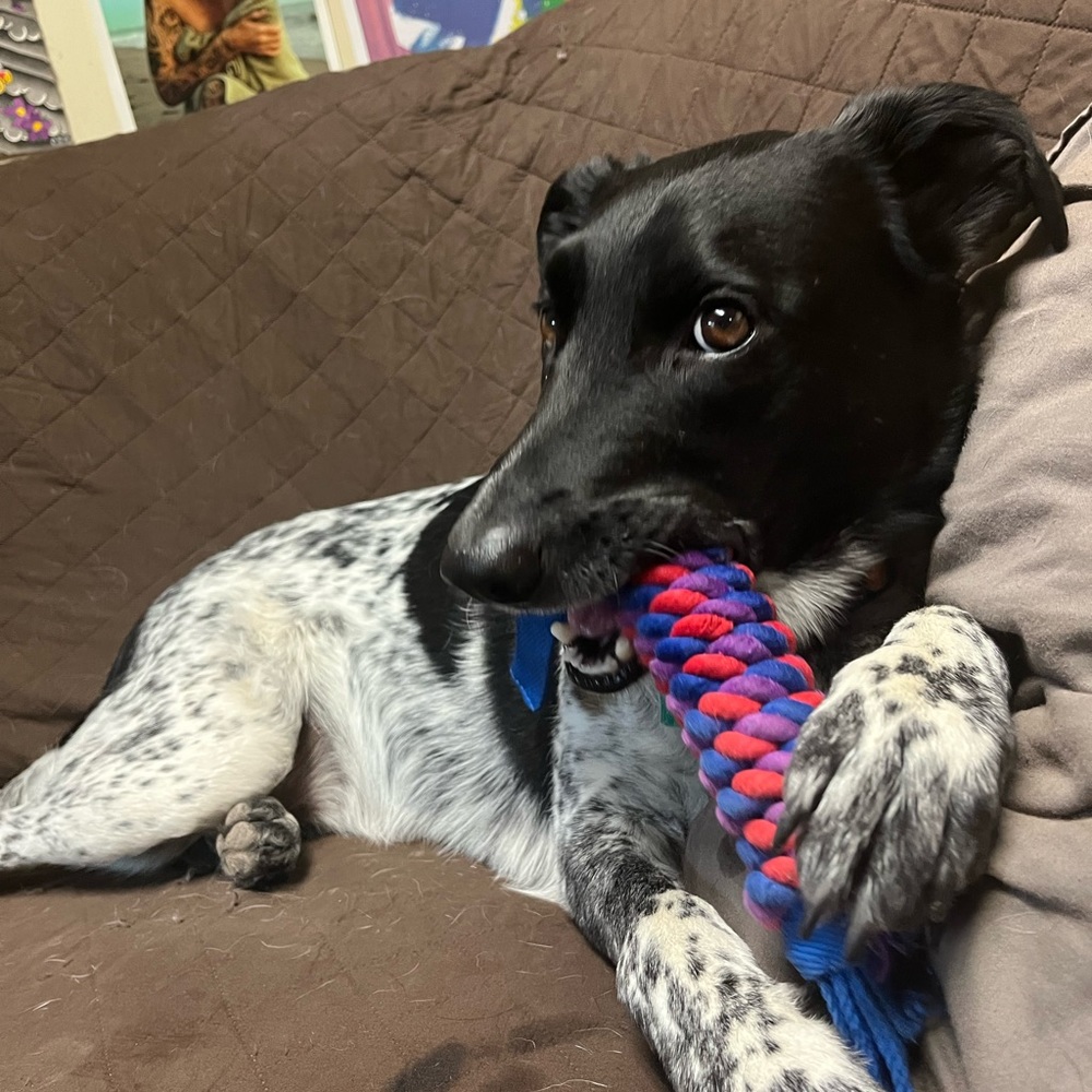 Meet your Posher, Jetta